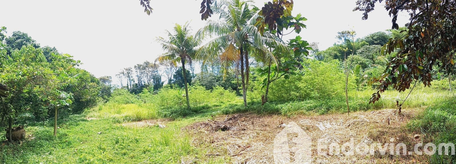 Tanah 1,6 Ha Ciseeng Bogor – Dekat Tol JORR 3, Harga Murah Cocok Komersial